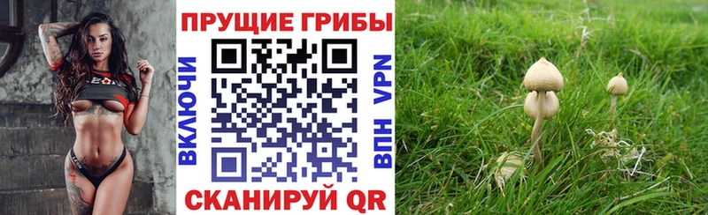 Галлюциногенные грибы Psilocybine cubensis  Пущино 